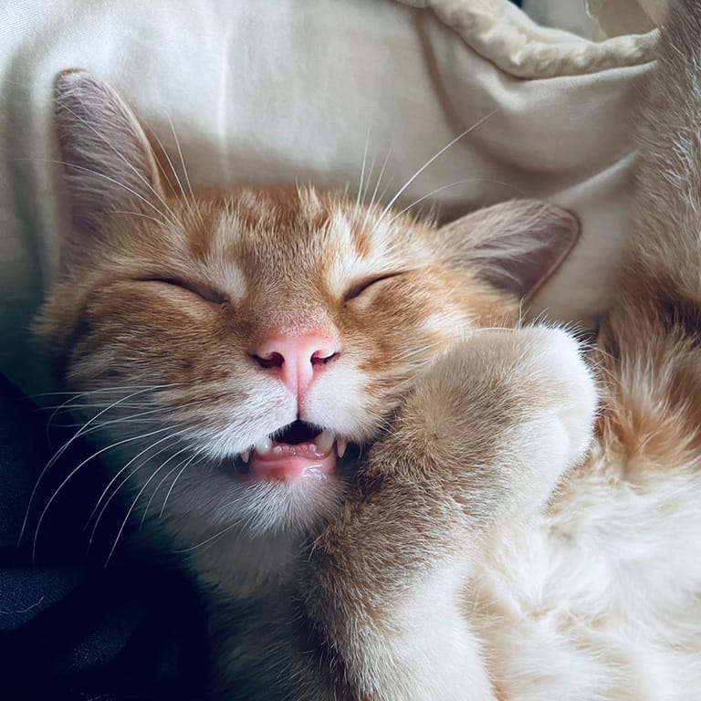 Oh hai there!