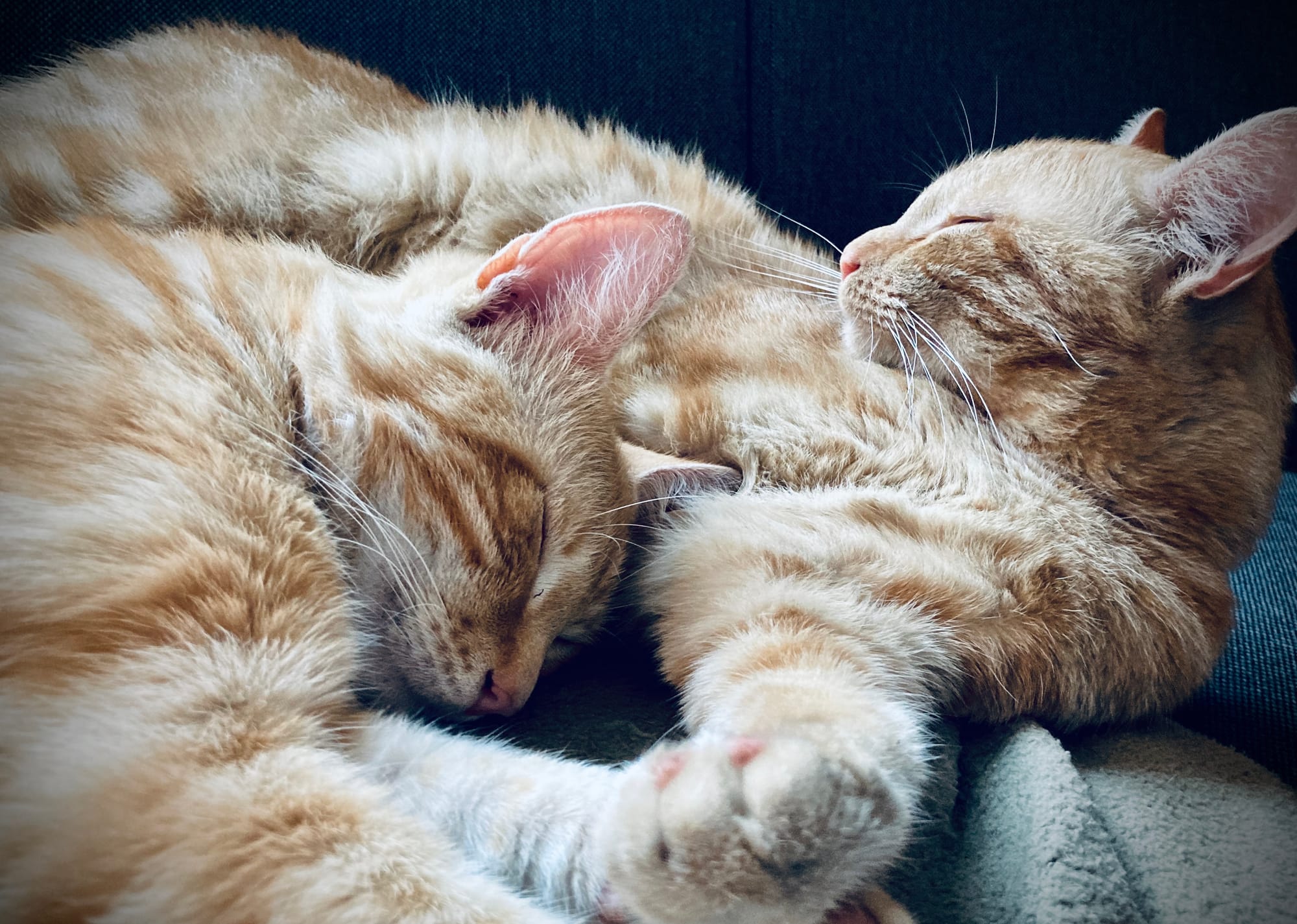 Brother cats in crime