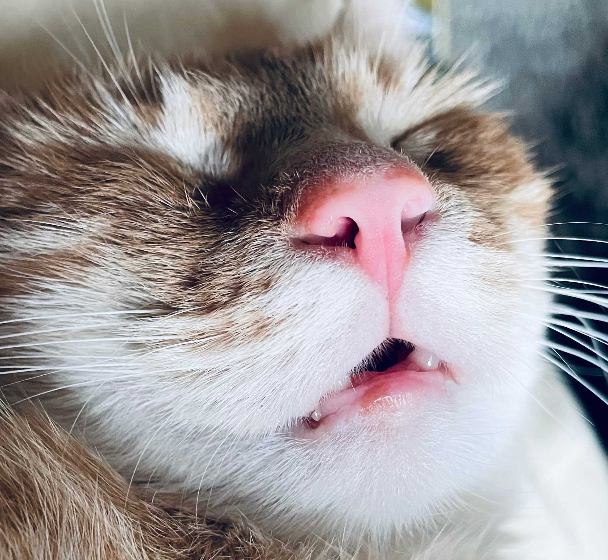 Little derpy boii