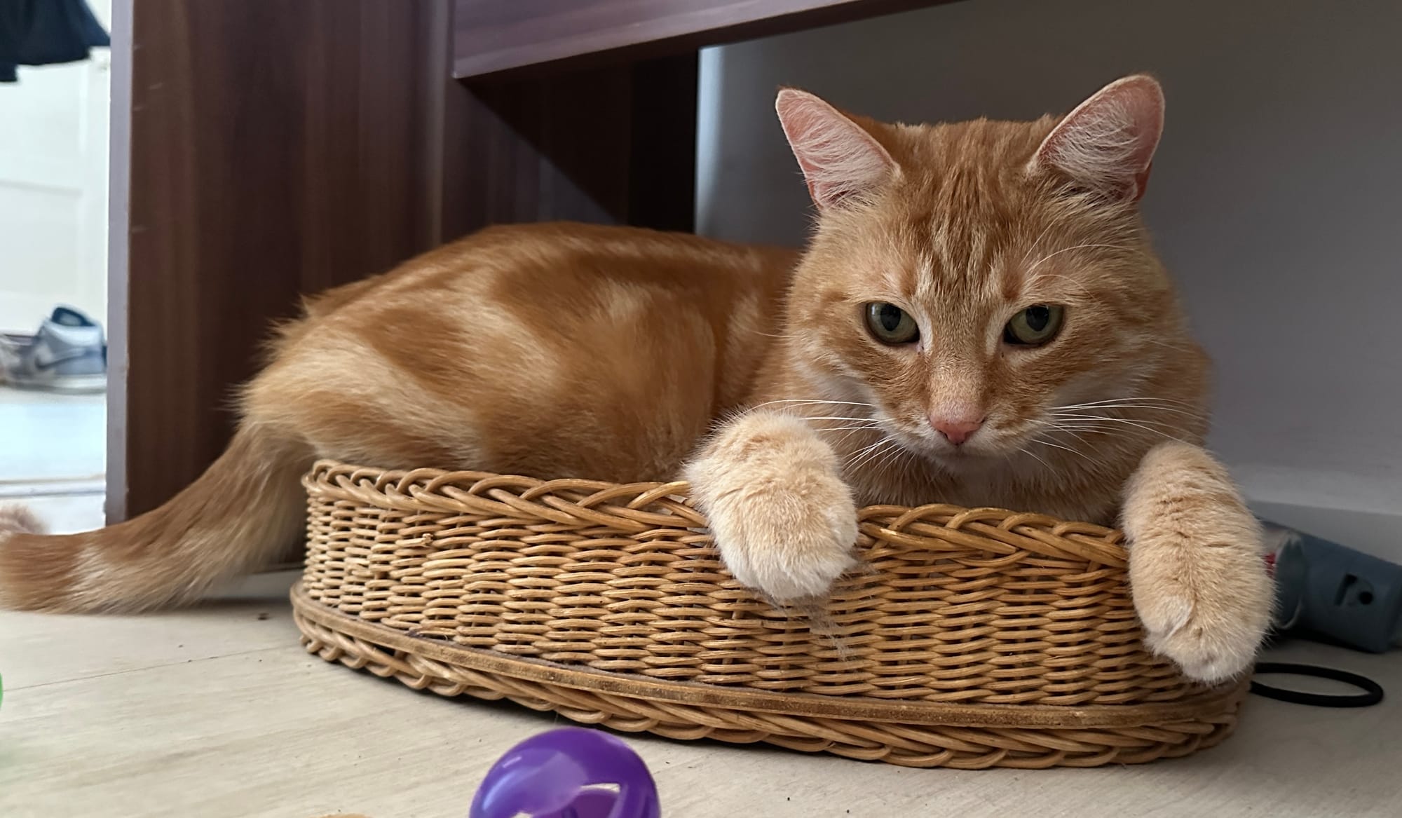 Cat in a basket!