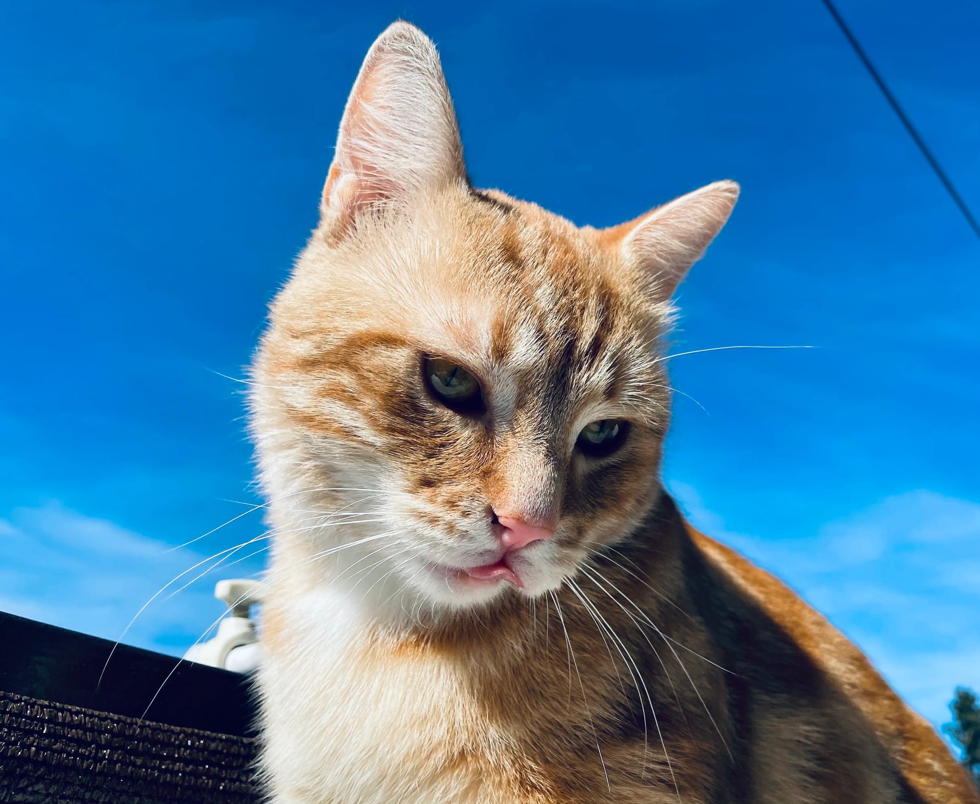 Sunshine mlems