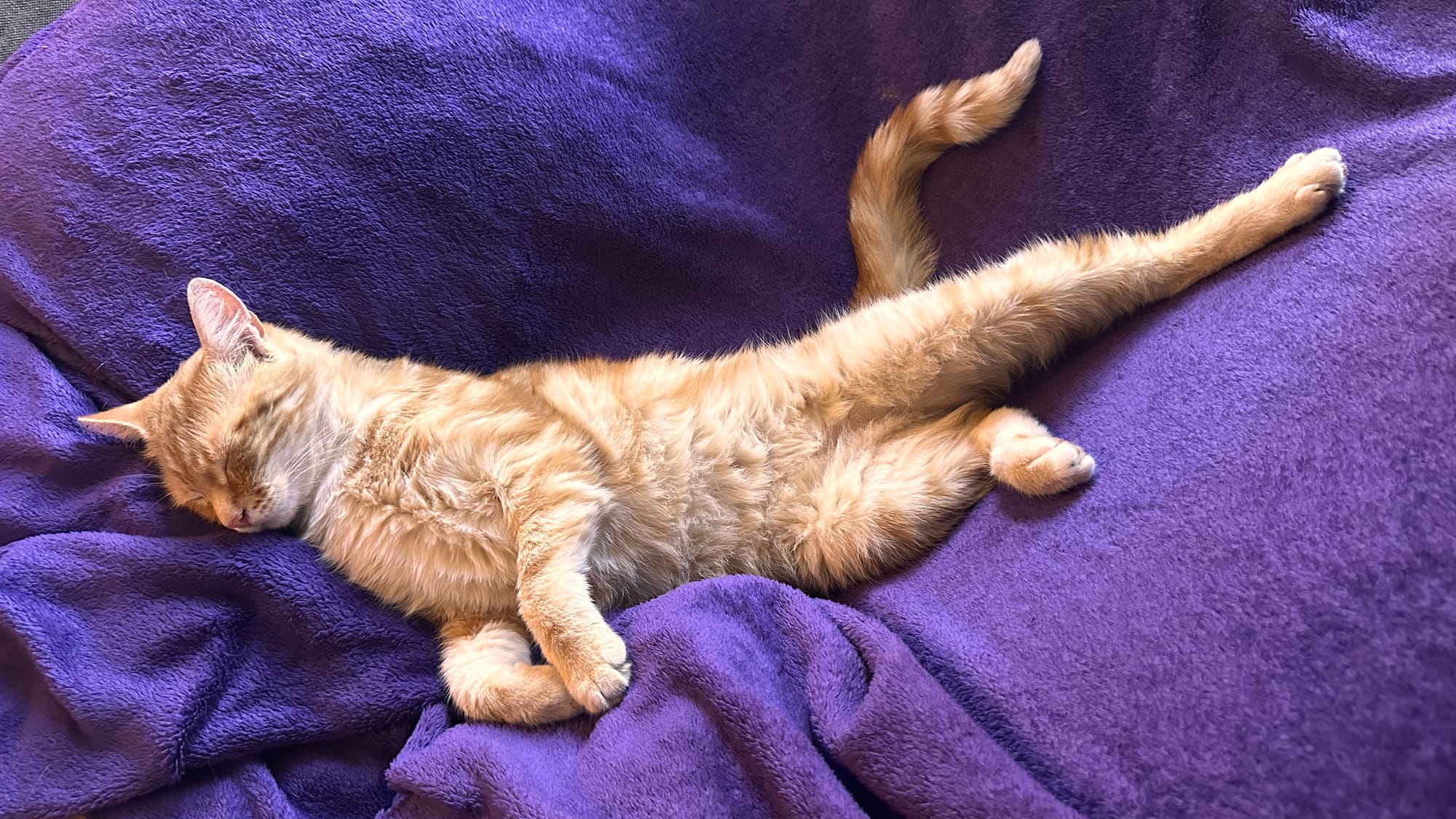 The little loooong cat