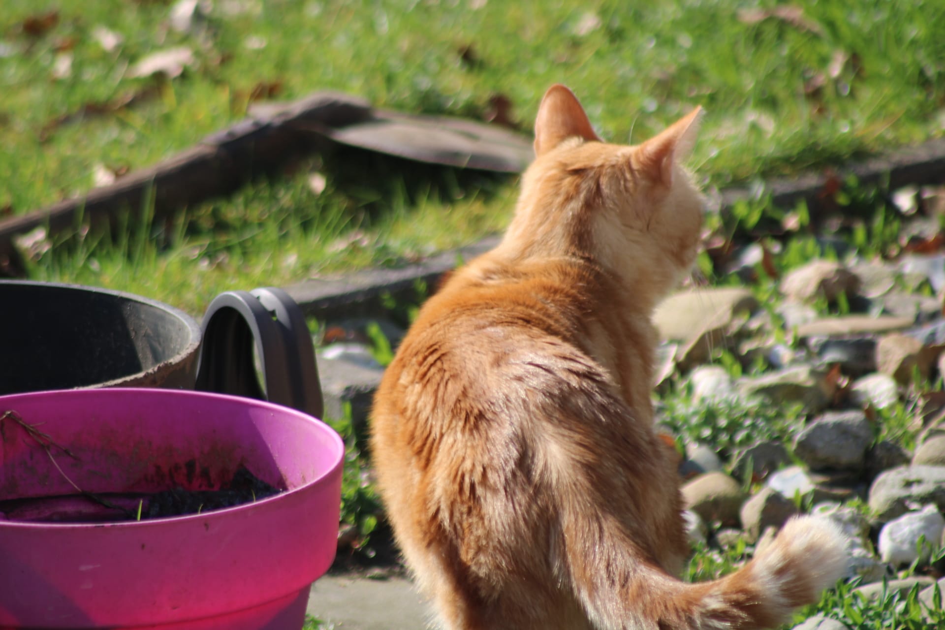 Washy playing outside