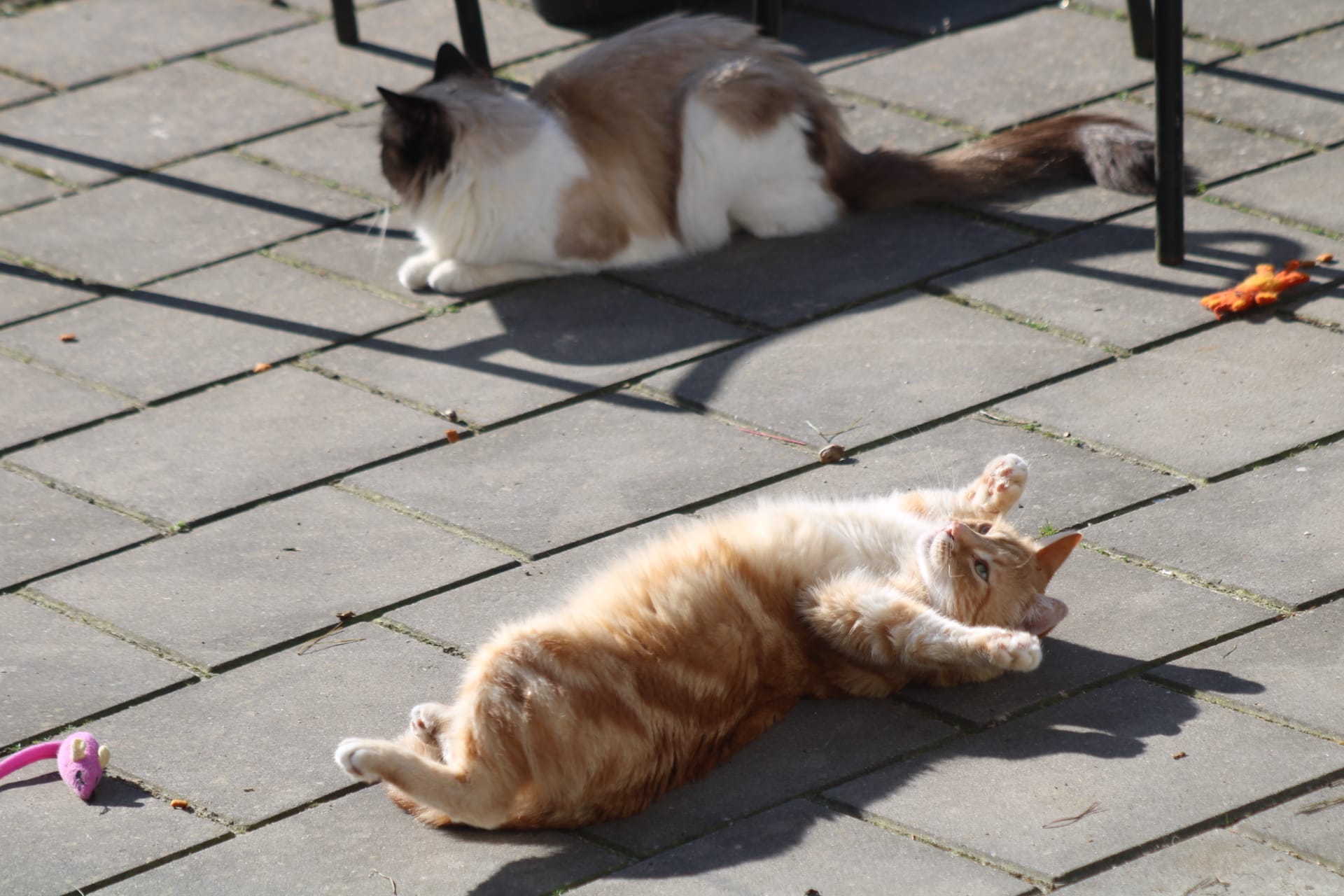 Meeting new cats in the garden