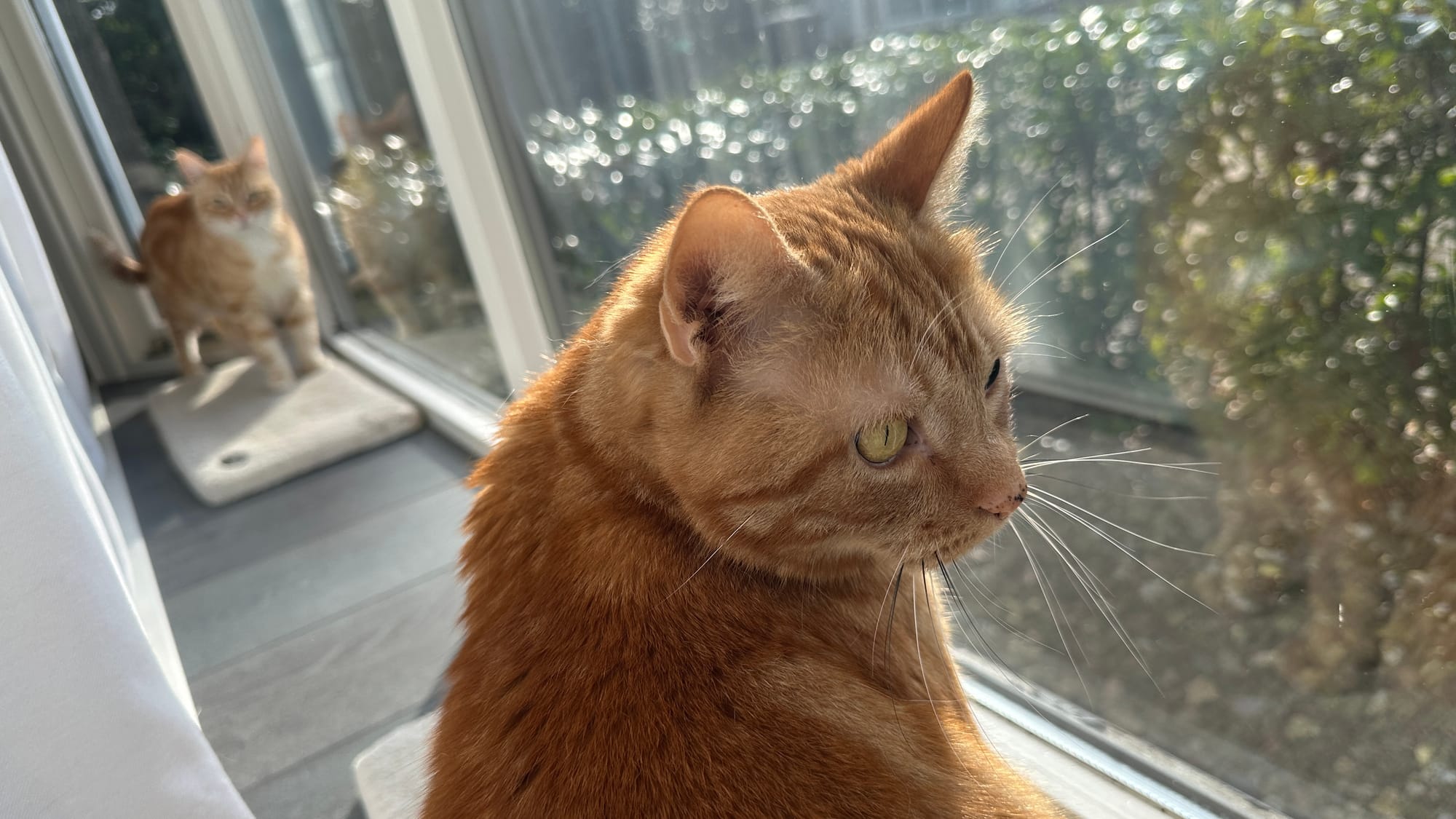 George & Washy in the window