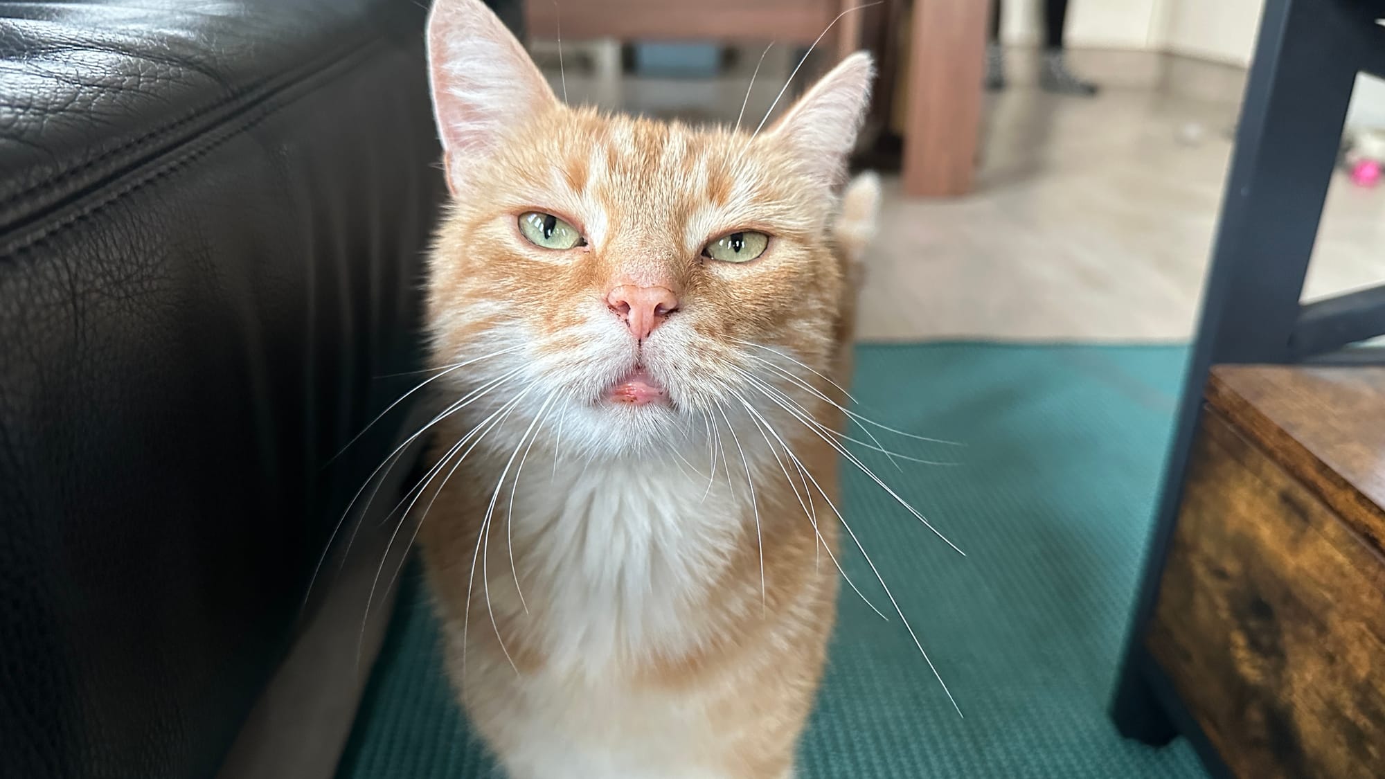 O’really hooman?
