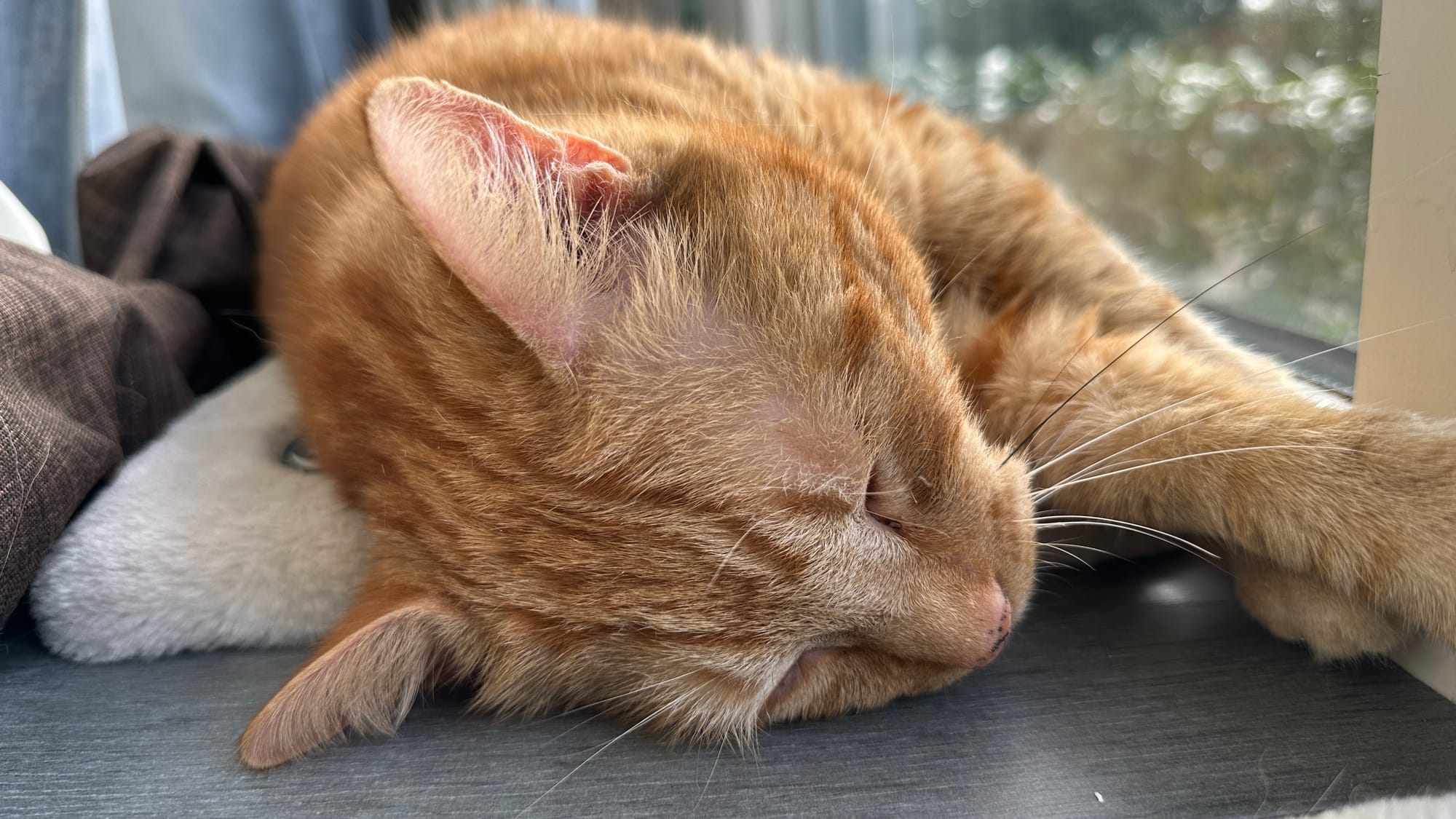 George the sleepy cat