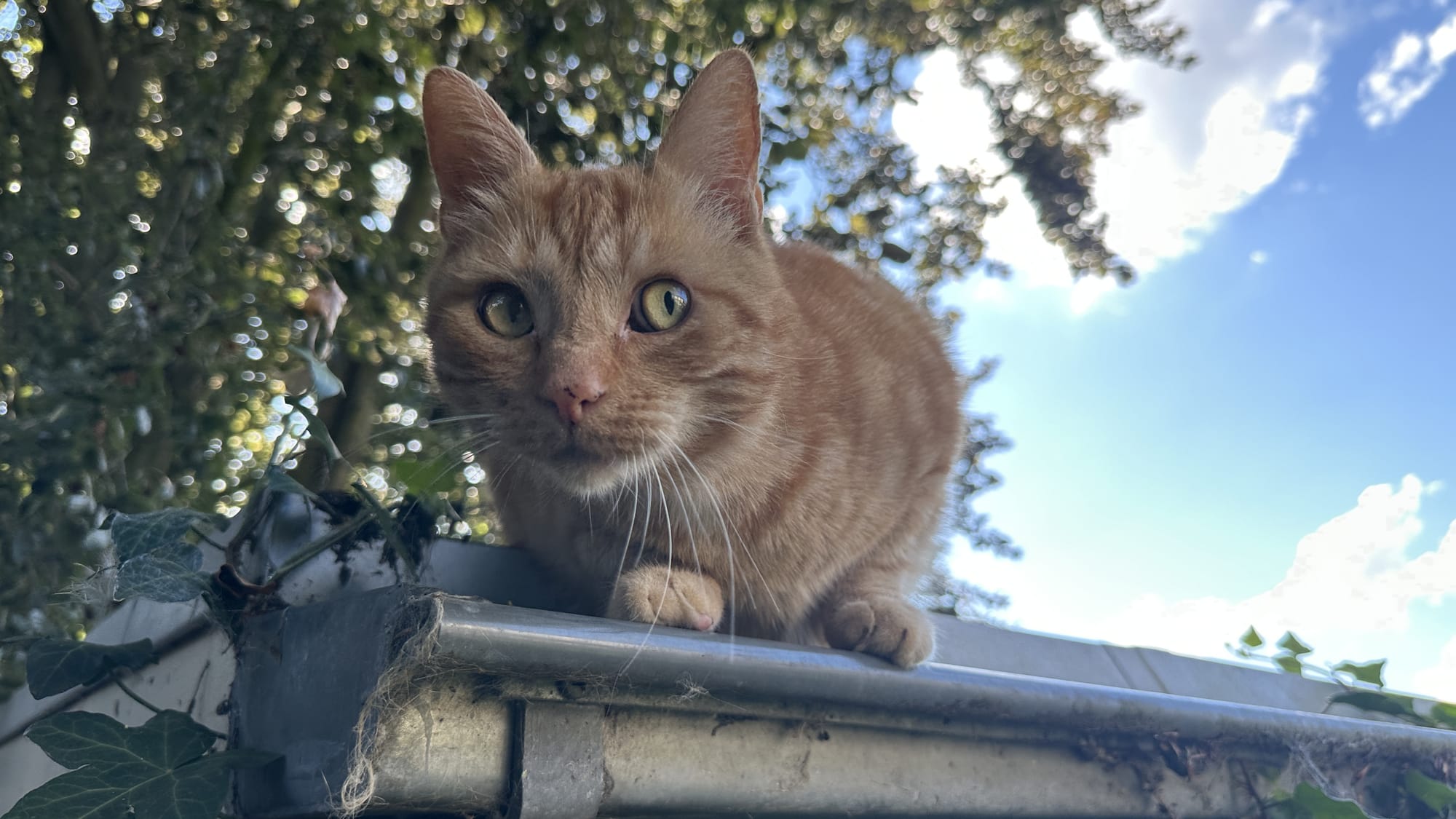 George on the roof