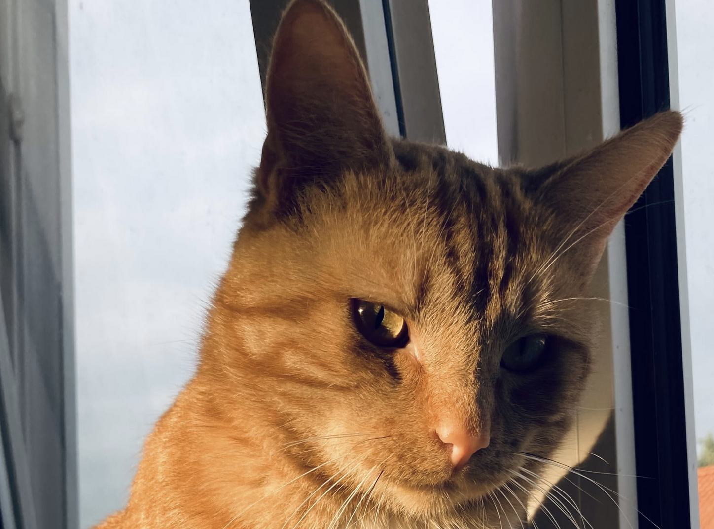 George the majestic cat