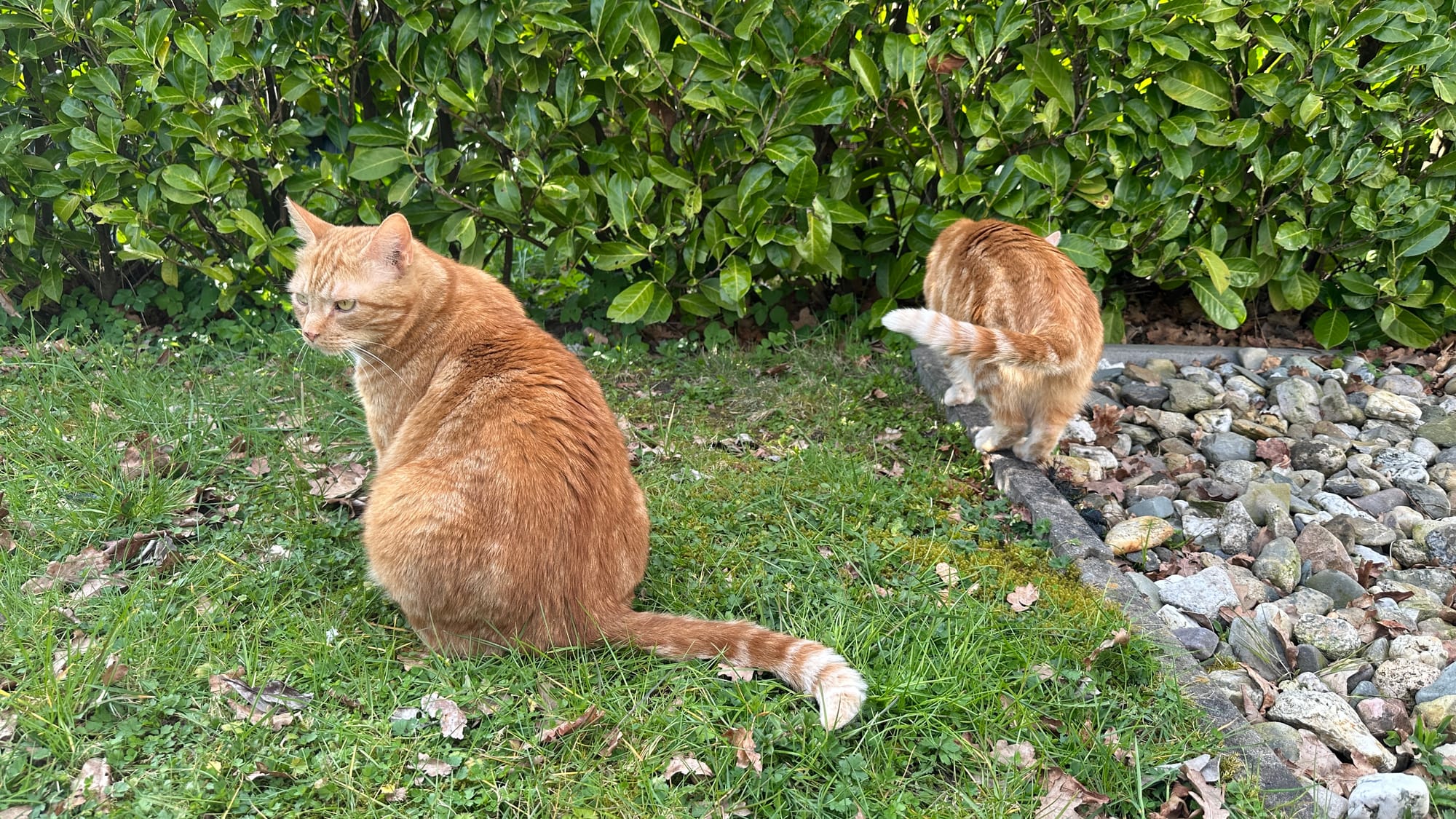 Playing outside