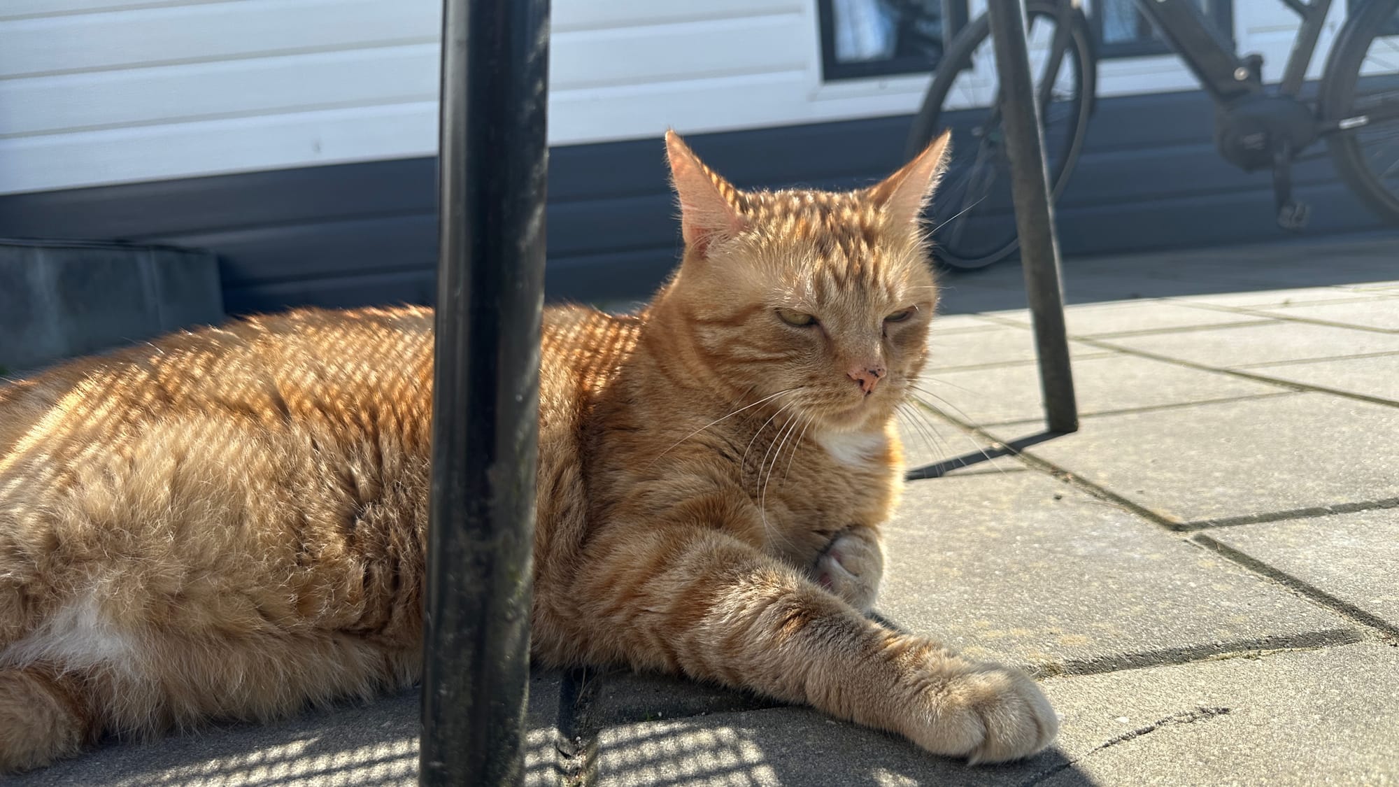 Kitty Sunbathing
