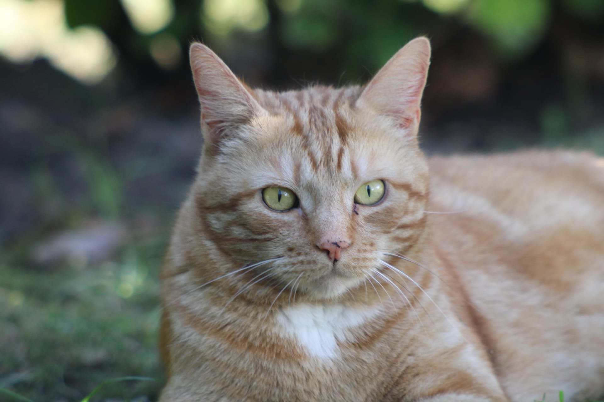 George the beautiful beast