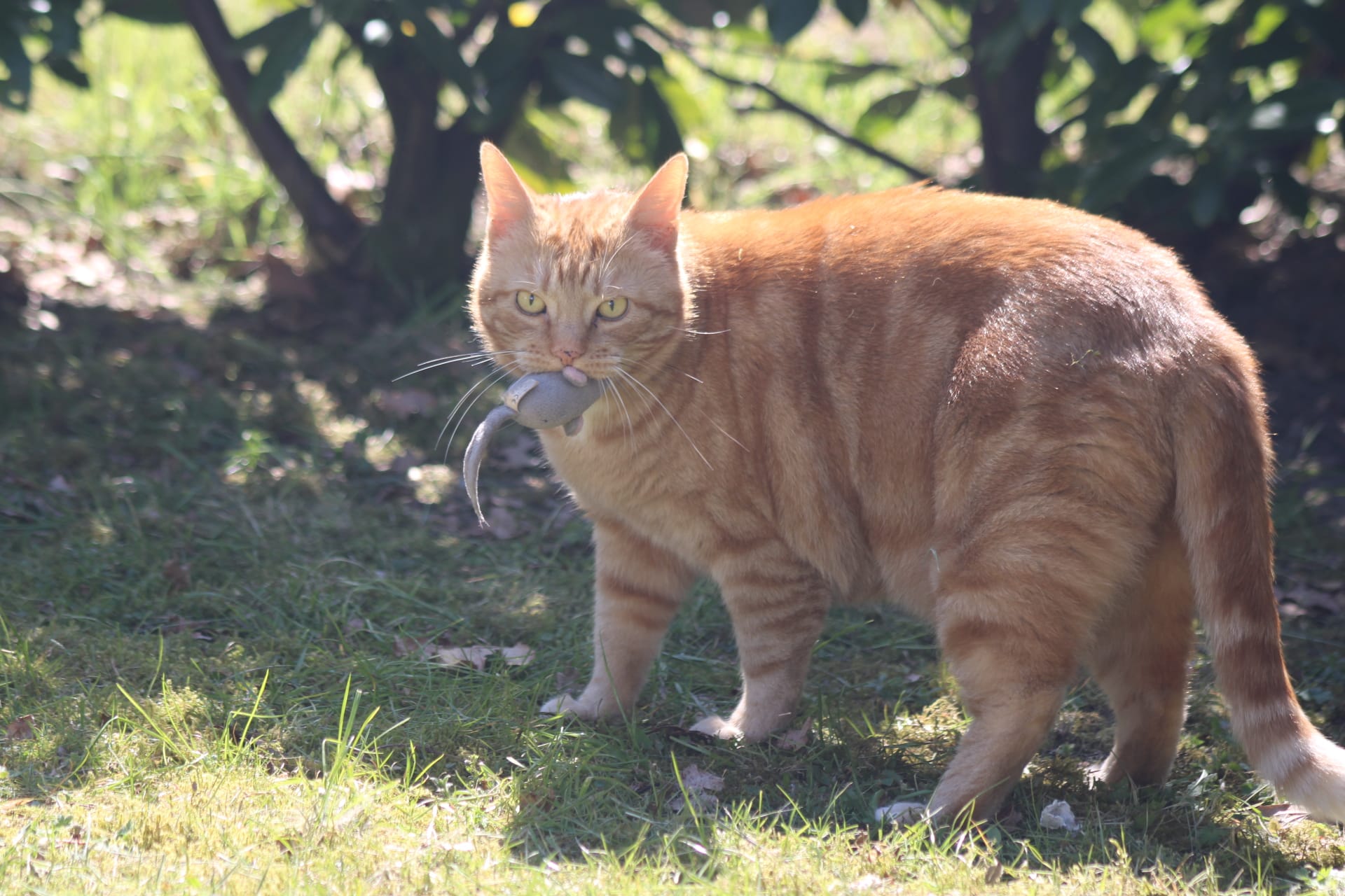 George and his toy mice