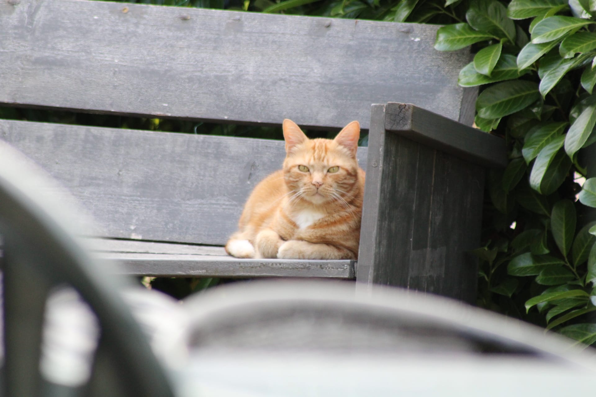 In the garden enjoying the weather