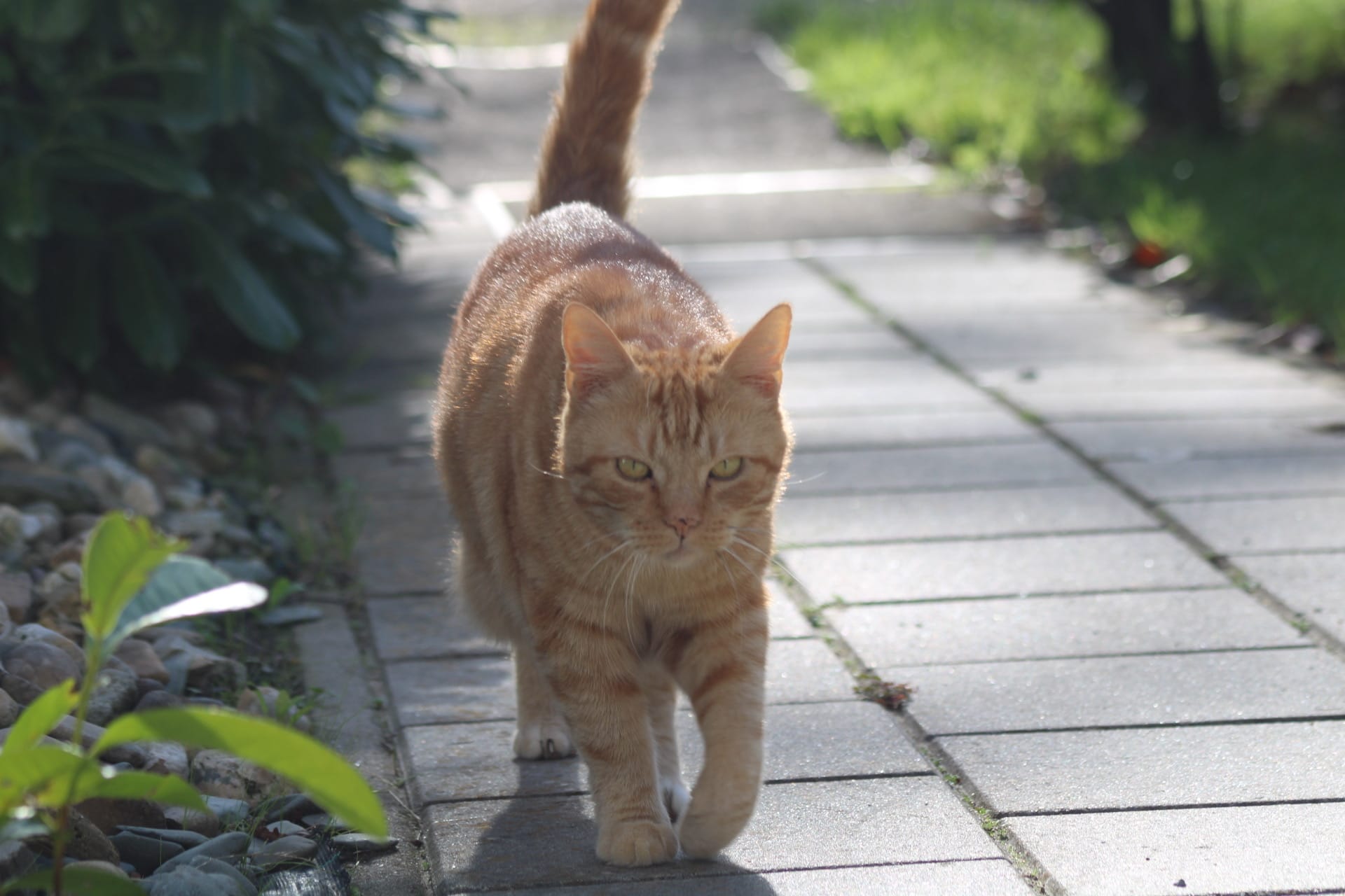 The George patrol