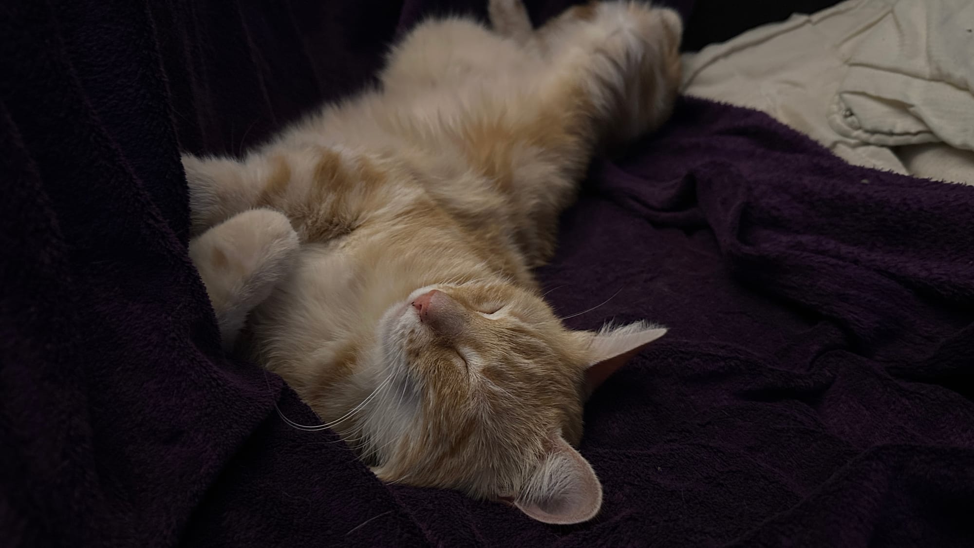 The sleepy little one